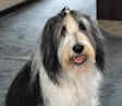 bearded collie Dewey at 8 years old