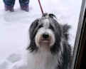 bearded collie Dewey in the cold