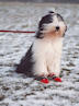 bearded collie Dewey wearing red boots